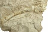 Oreodont (Merycoidodon) Jaws & Forelimb in Situ - South Dakota #270141-3